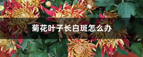 菊花叶子长白斑怎么办