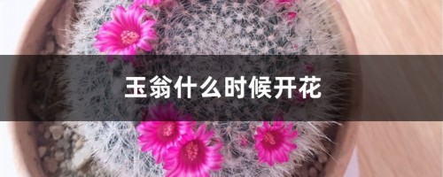 玉翁什么时候开花