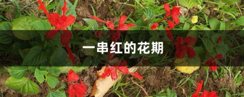 一串红的花期