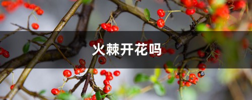 火棘开花吗