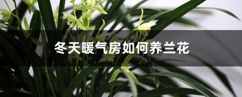 冬天暖气房如何养兰花