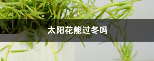 太阳花能过冬吗，太阳花能活多久