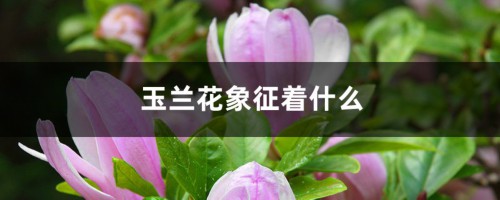 玉兰花象征着什么