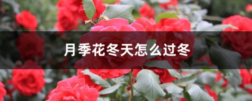 月季花冬天怎么过冬，冬天怎么剪枝