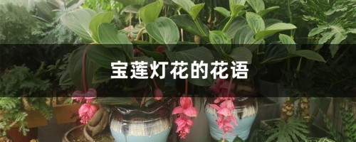 宝莲灯花的花语