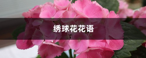 绣球花花语