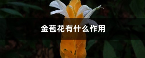 金苞花有什么作用