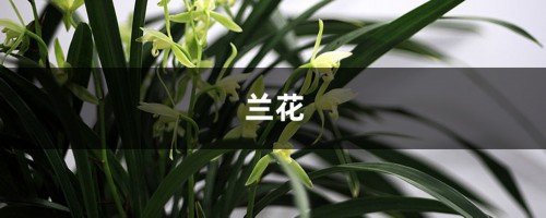 这8种兰花，春节开的最火，一串花满屋子香气！