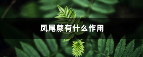 凤尾蕨有什么作用