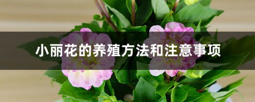 小丽花的养殖方法和注意事项