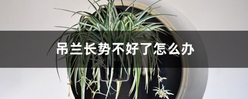 “吊兰”长不好，土里最好藏点“料”，叶子蹿芽蹿不停！