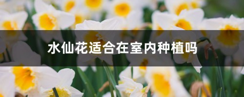 水仙花适合在室内种植吗