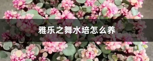 雅乐之舞水培怎么养，喜欢阳光吗