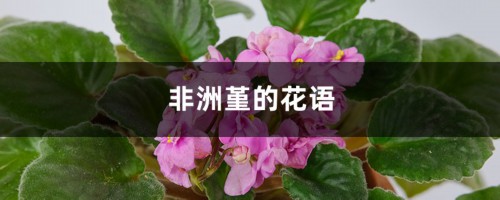 非洲堇的花语和寓意，有什么传说故事