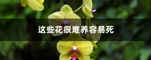 这些花很难养容易死