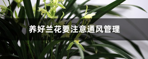 养好兰花要注意通风管理