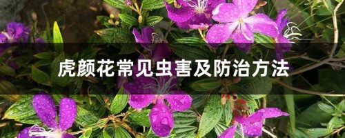 虎颜花常见虫害及防治方法